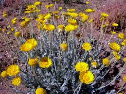 Xeriscape garden Desert Marigold seeds