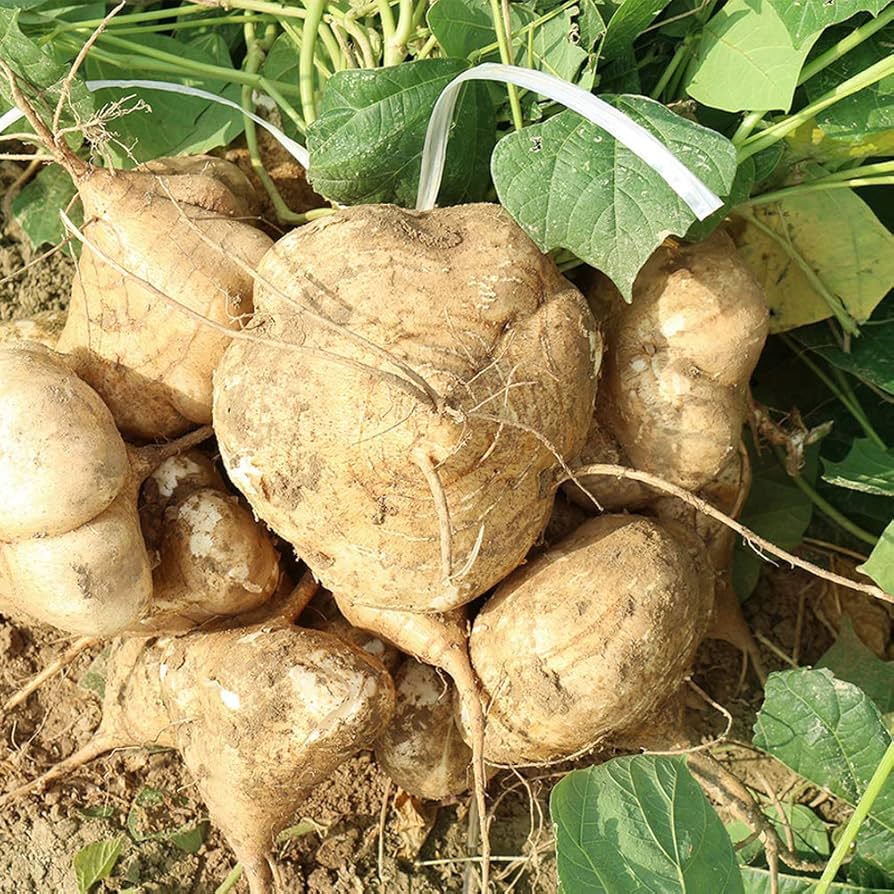 Pachyrhizus erosus Yam Bean plants growing in urban garden vegetable patch