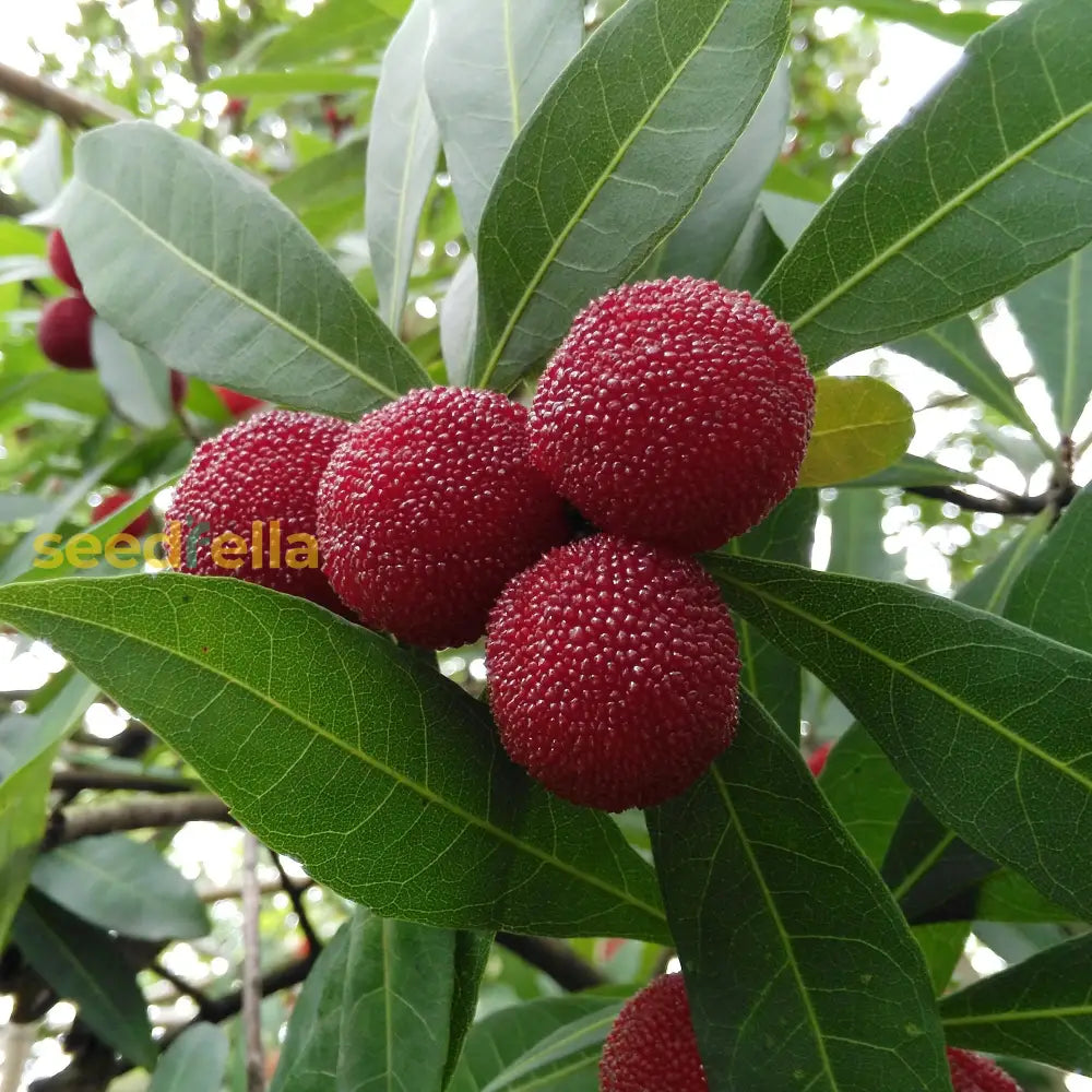 Yangmei Fruit Seeds For Planting  Premium Quality Cultivating Exotic Sweet And Juicy Fruits In