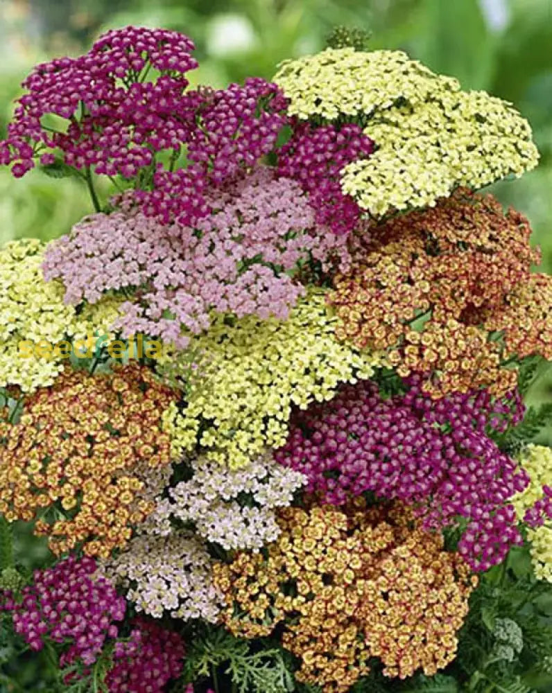 Yarrow Planting Seeds Mix - Flower Garden