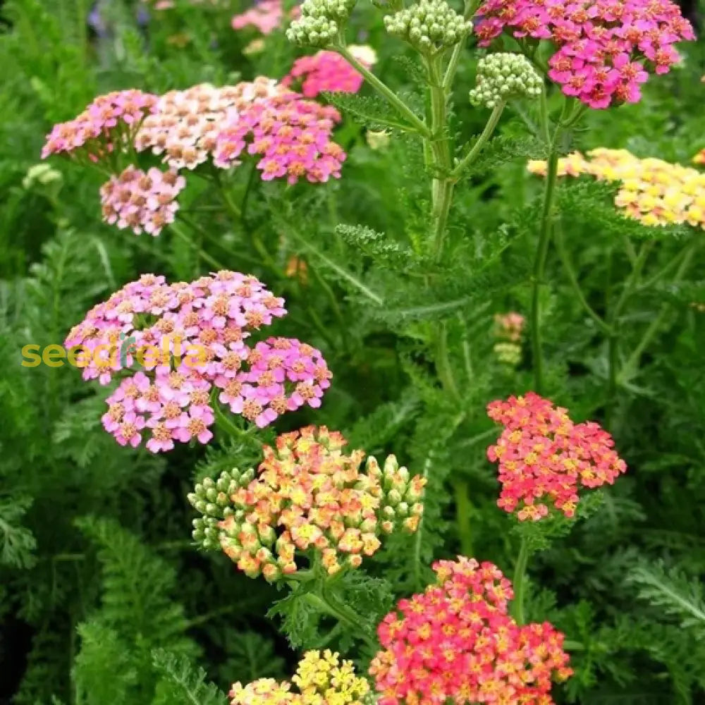 Yarrow Planting Seeds Mix - Flower Garden