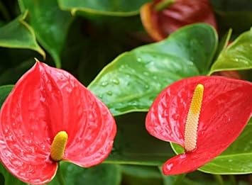 Year-Round Blooming Red Anthurium Flowers
