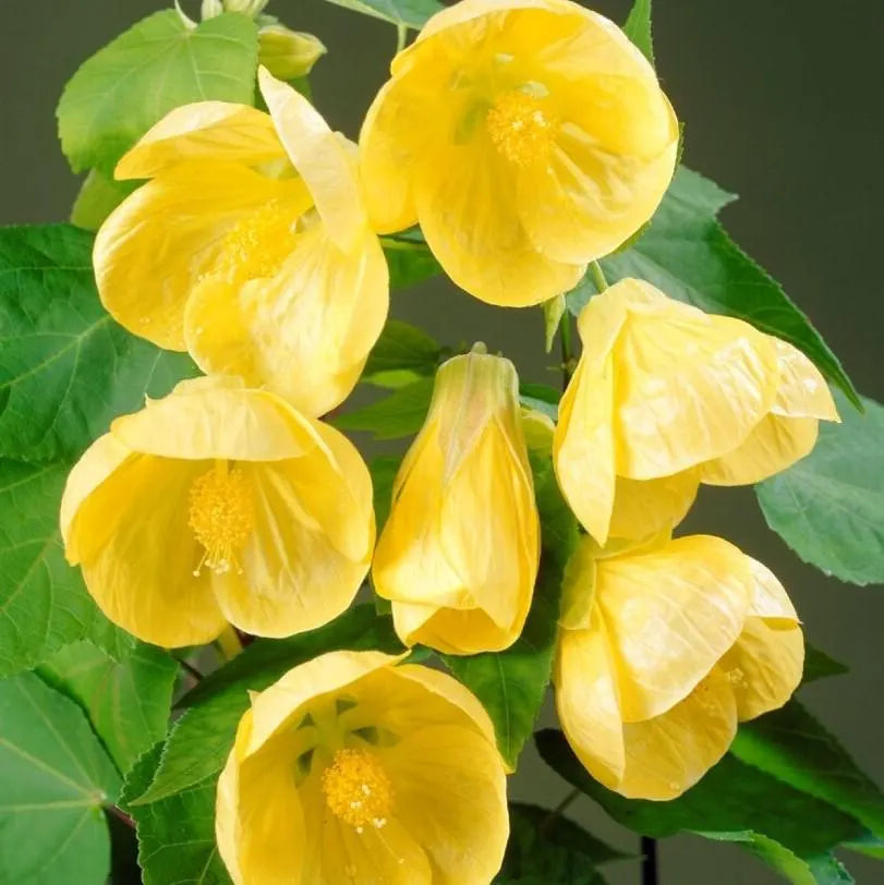 Yellow Abutilon Striatum Flower Seeds for planting
