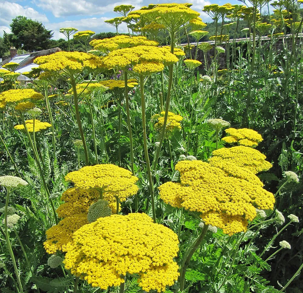 Yellow Achillea Flowering Shrub Closeup