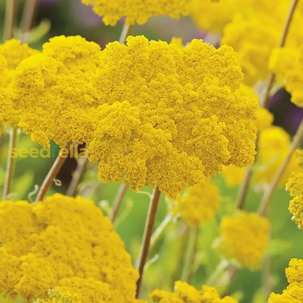 Yellow Achillea Millefolium Flower Seeds: Planting Tips For Success Seeds