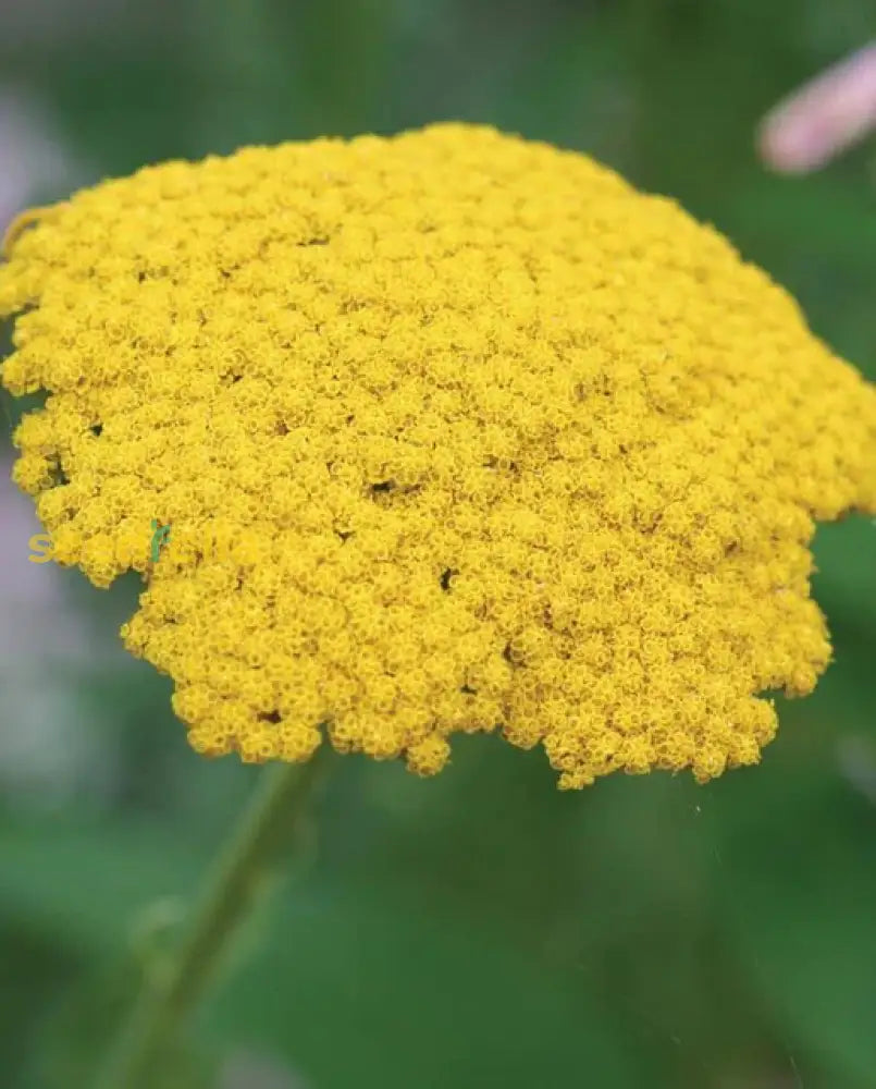 Yellow Achillea Millefolium Flower Seeds: Planting Tips For Success Seeds