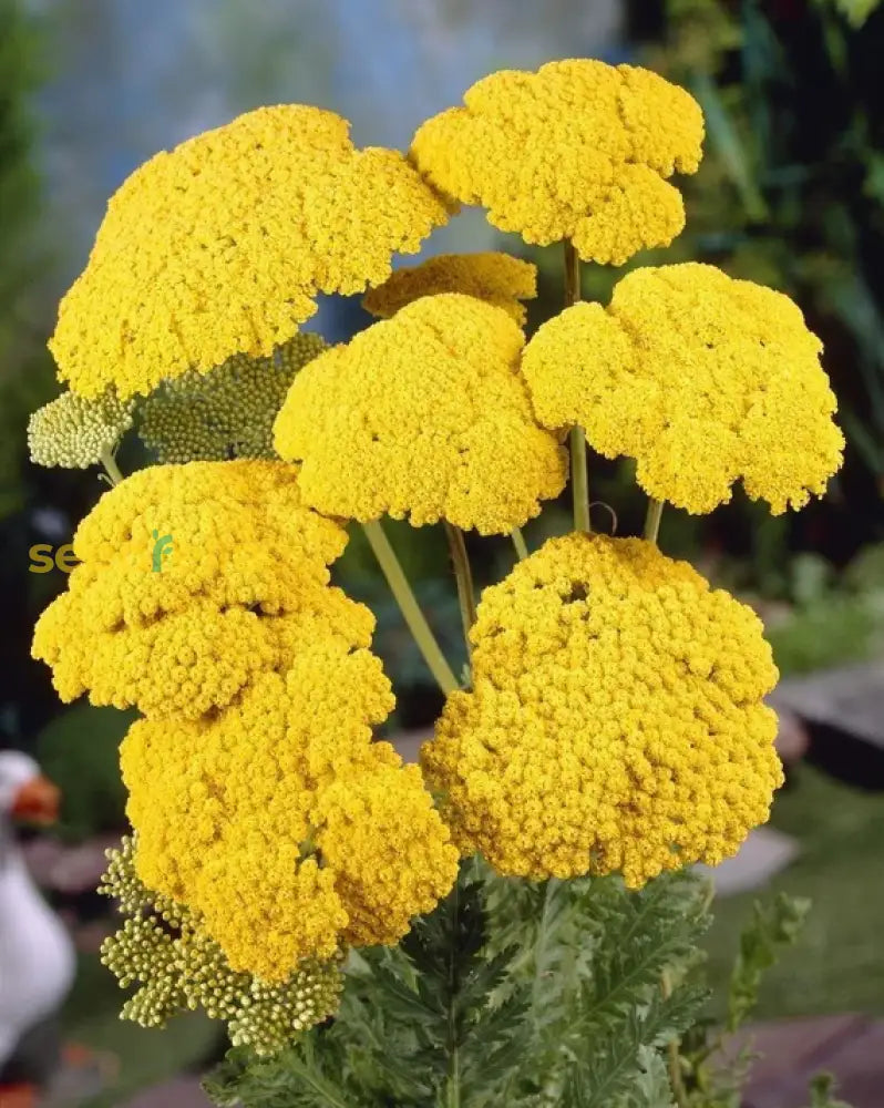 Yellow Achillea Plant Seeds: Your Comprehensive Guide To Growing Vibrant Yarrow Flowers In