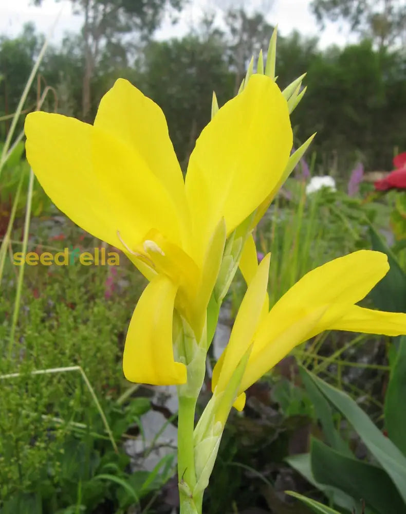 Yellow Achira Flower Seeds Planting Tropical