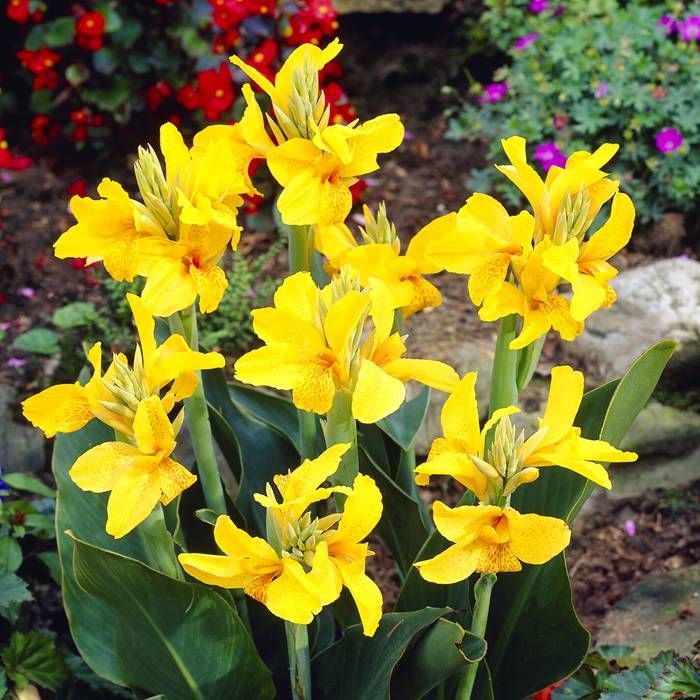 Yellow Achira Flower Seeds for Tropical Garden Planting