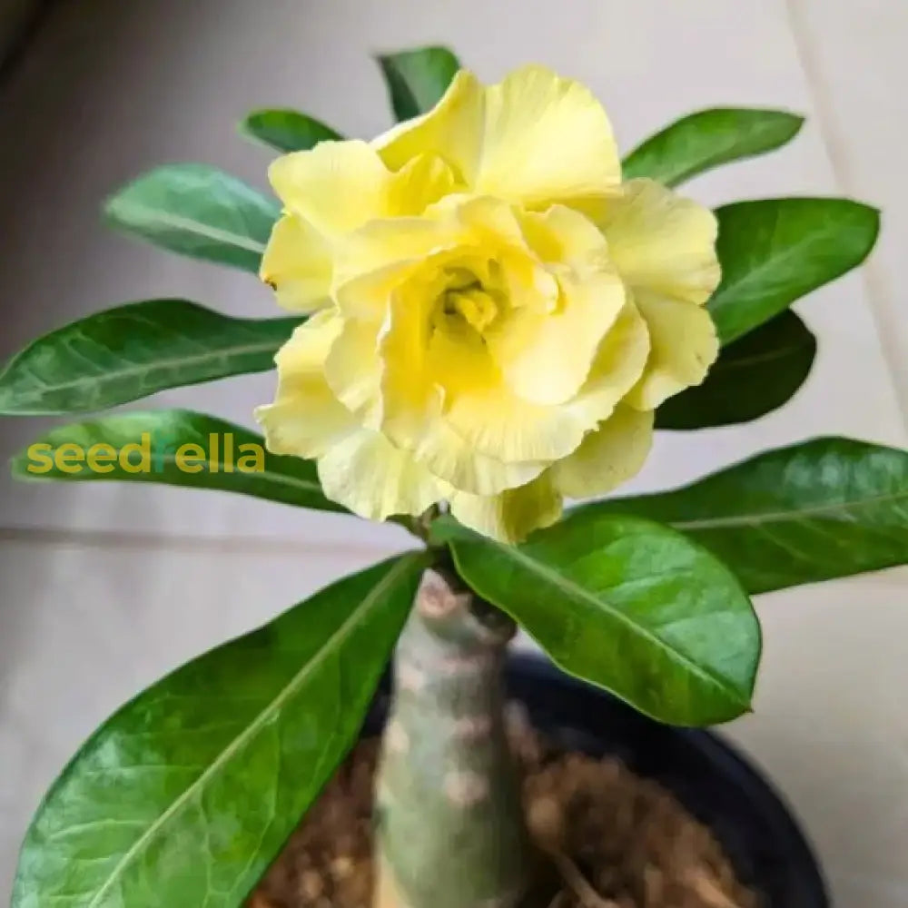 Yellow Adenium Obesum Flower Seeds For Planting