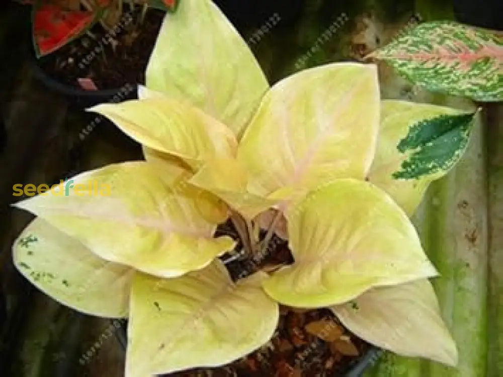 Yellow Aglaonema Plant Seeds Planting Guide Seeds