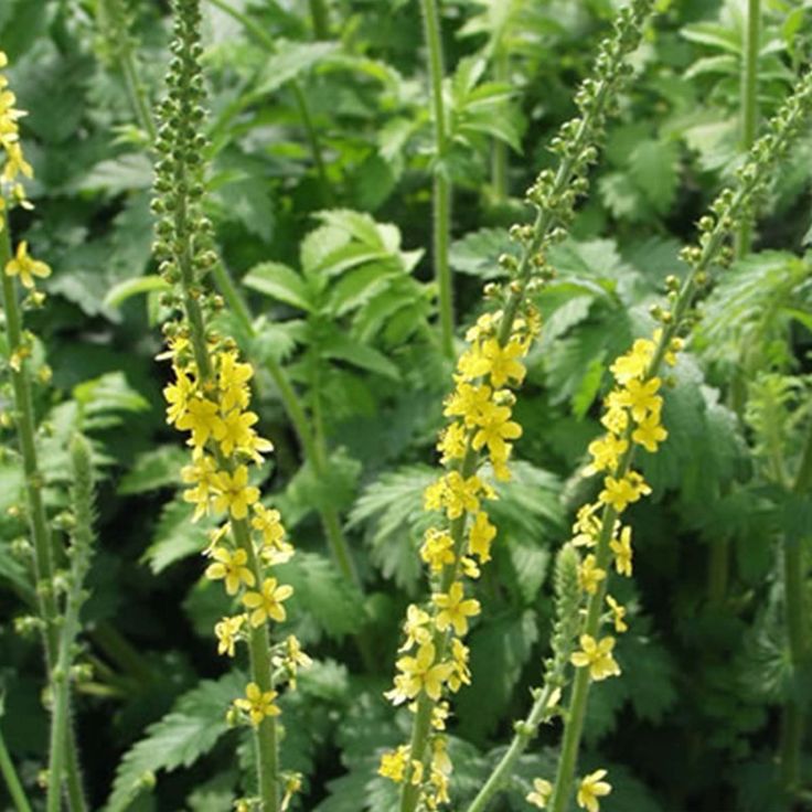 Yellow Agrimony wildflowers grown from seeds in meadow garden