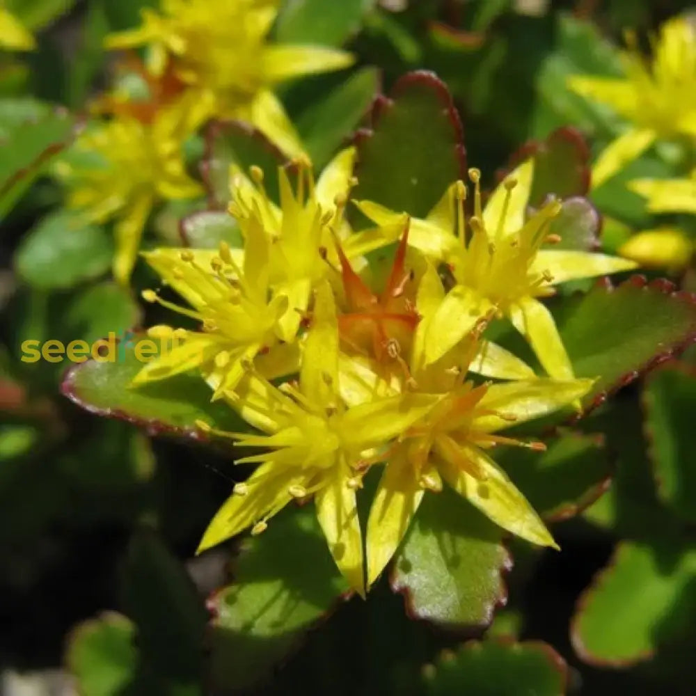 Yellow Aizoon Flower Seeds Planting