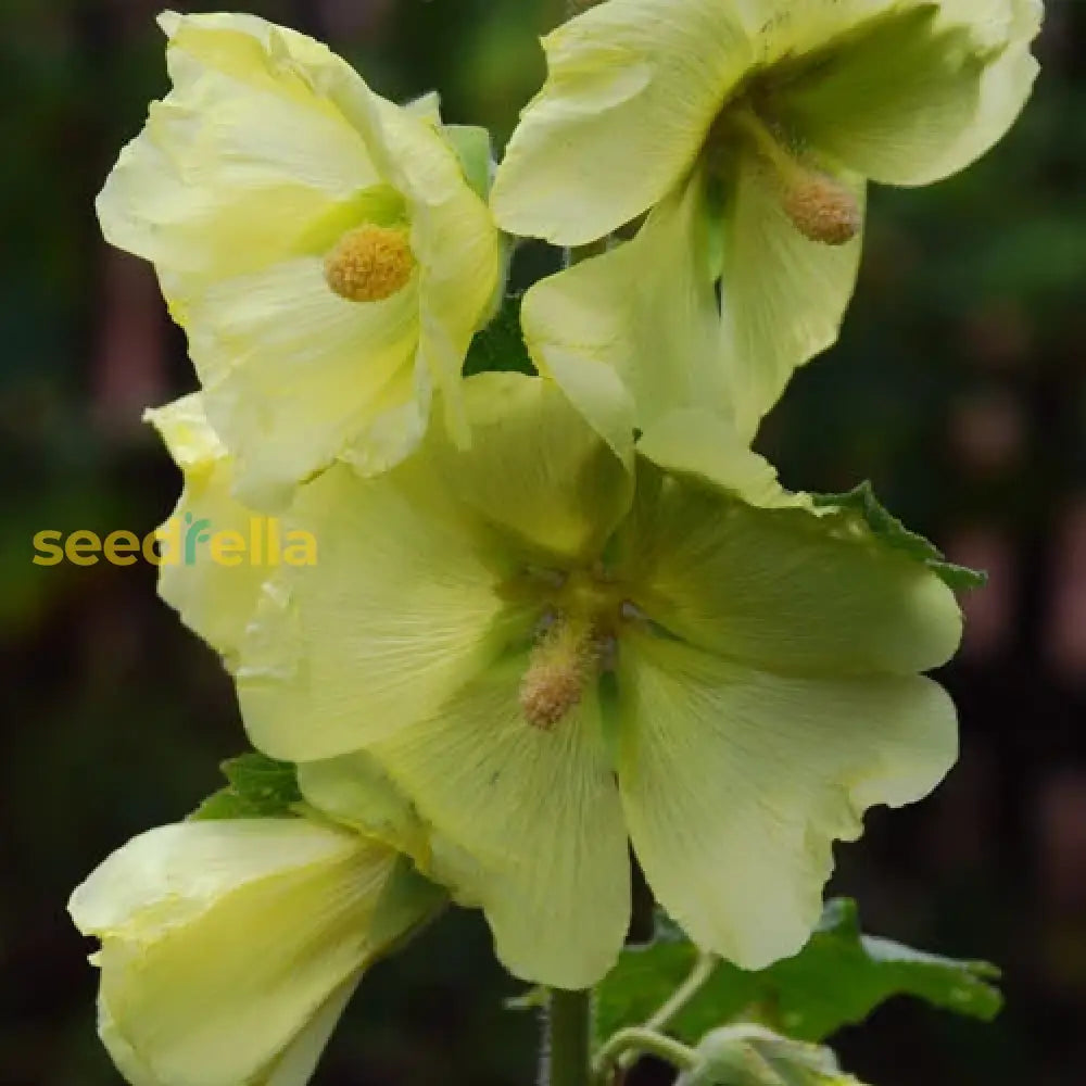 Yellow Alcea Ficifolia Flower Seeds Planting Vibrant