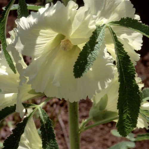 Yellow Alcea Ficifolia Flower Seeds for Planting