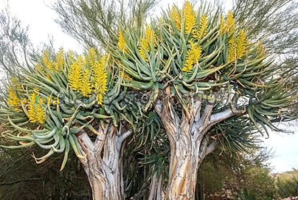 Yellow Aloe Dichotoma Planting Seeds  Ideal For Gardening Plant Seeds