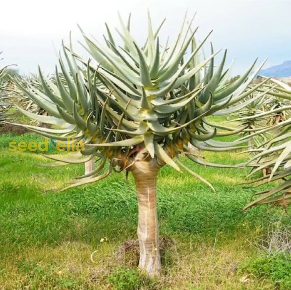 Yellow Aloe Dichotoma Planting Seeds  Ideal For Gardening Plant Seeds