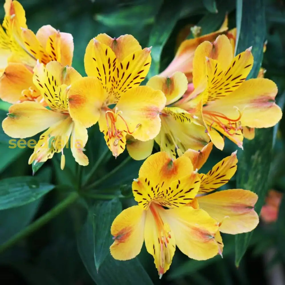 Yellow Alstroemeria Flower Seeds Planting