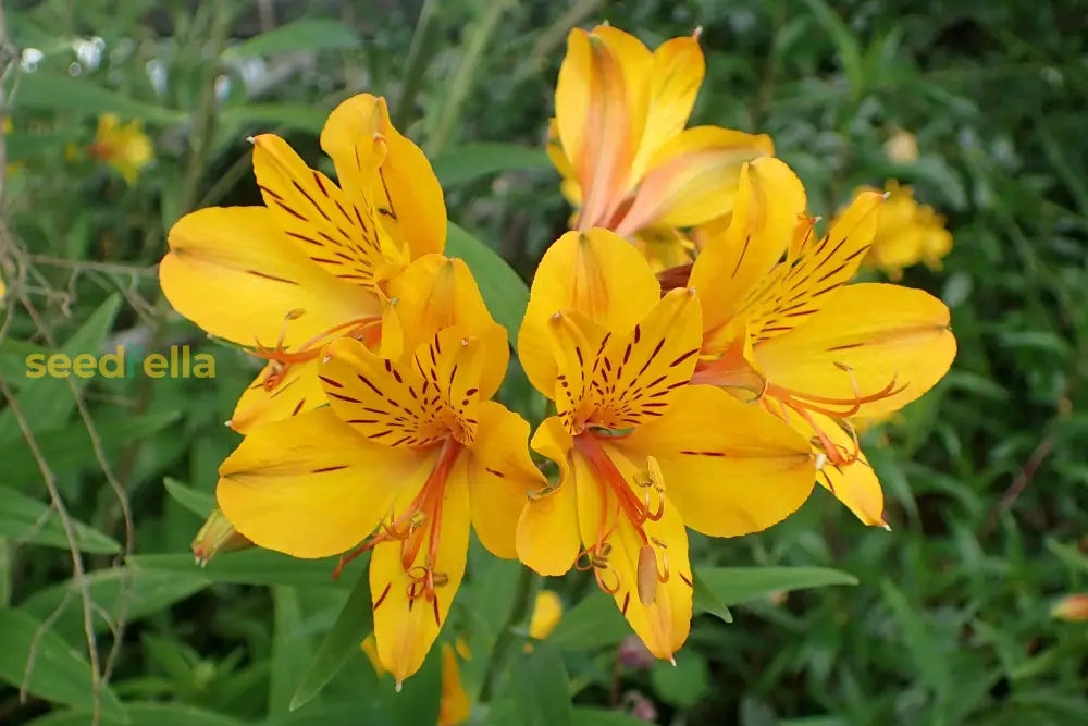 Yellow Alstroemeria Flower Seeds Planting