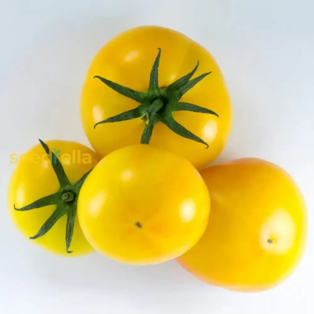 Yellow And Light Green Tomato Seeds For Vibrant Planting