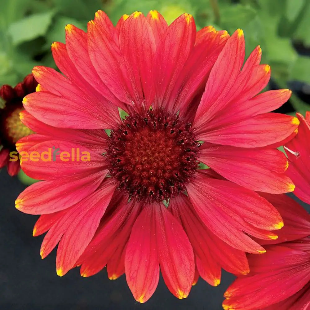 Yellow And Red Arizona Flower Seeds For Planting