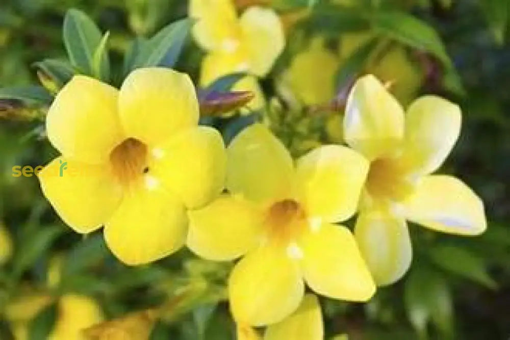 Yellow And Red Bellflower Seeds For Planting Flower