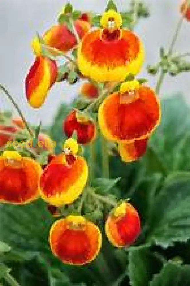 Yellow And Red Calceolaria Flower Seeds For Planting