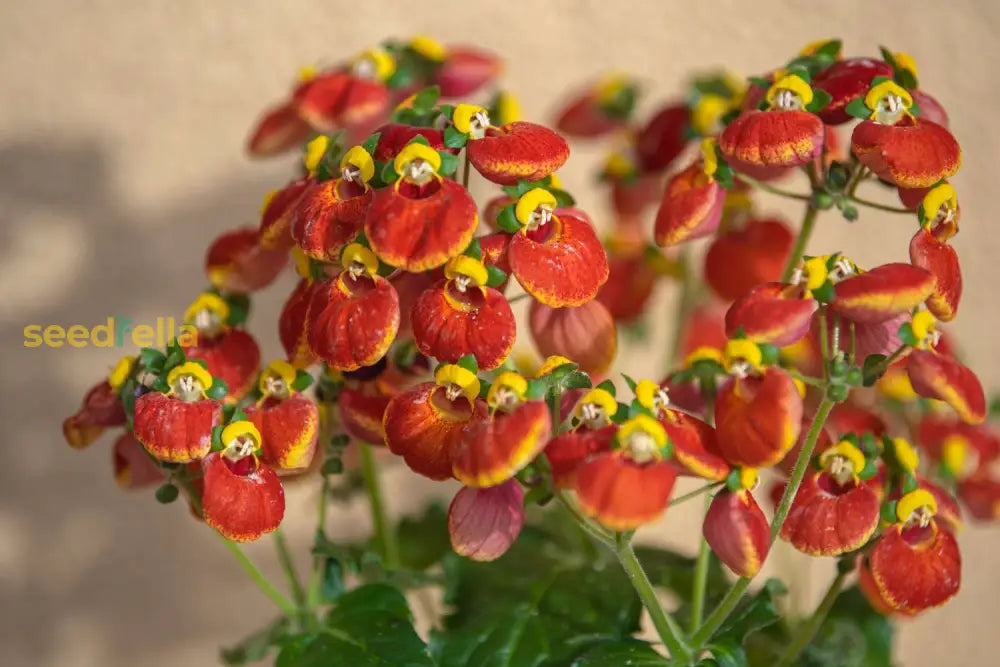 Yellow And Red Calceolaria Flower Seeds For Planting