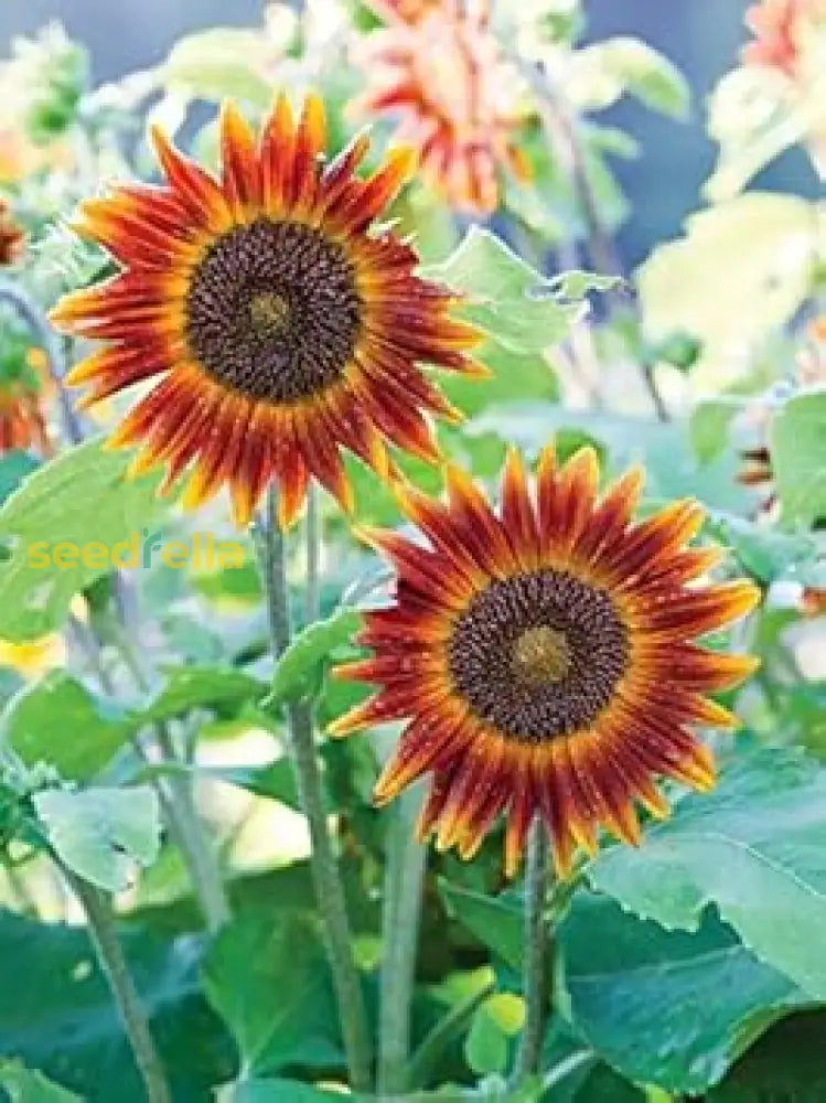 Yellow And Red Sunflower Seeds For Planting