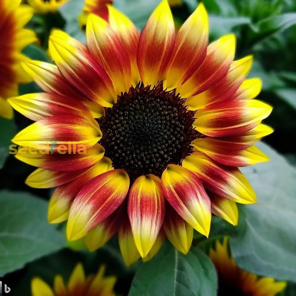 Yellow And Red Sunflower Seeds For Planting Flower