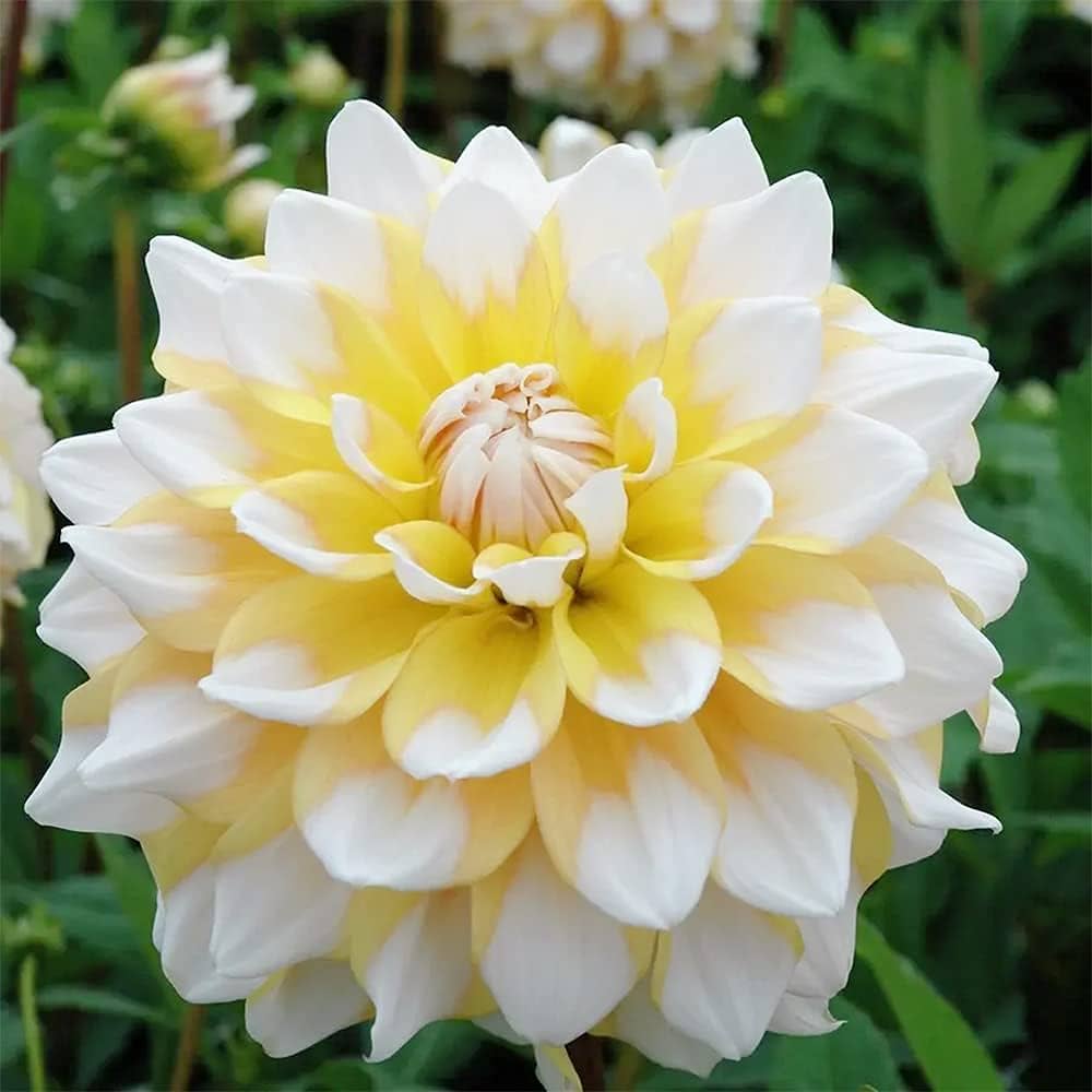 Yellow and White Dahlia Flower Seeds for Planting