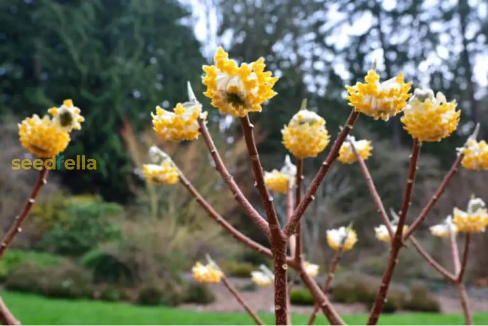 Yellow And White Edgeworthia Seeds For Planting Plant Seeds