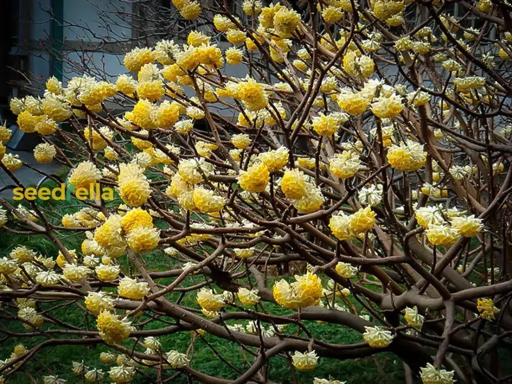 Yellow And White Edgeworthia Seeds For Planting Plant Seeds