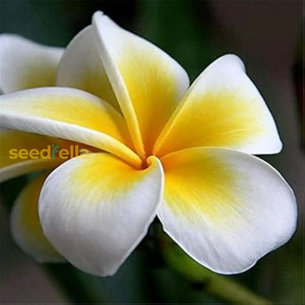 Yellow And White Egg Flower Seeds Planting Kit