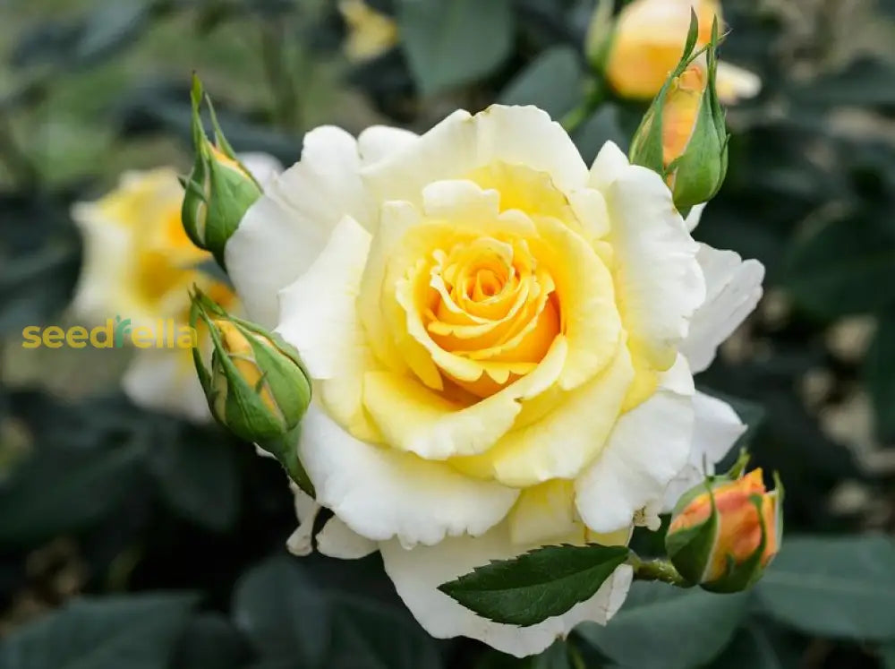 Yellow And White Rose Flower Seeds Planting For Colorful Gardens