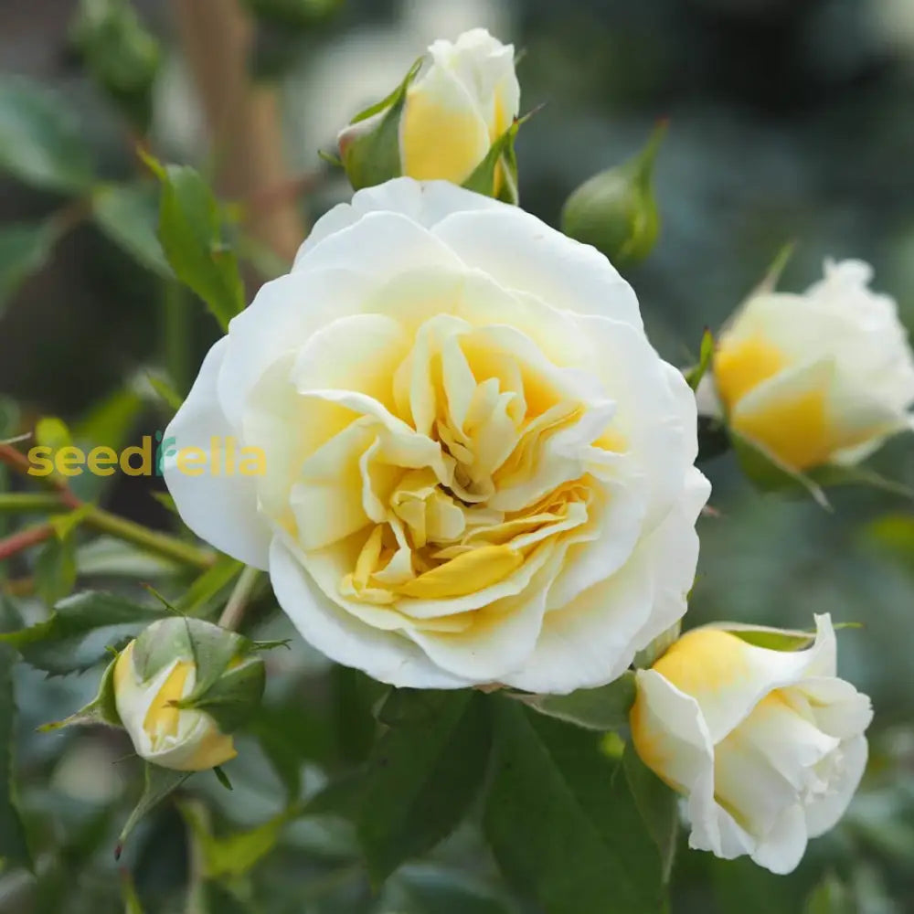 Yellow And White Rose Flower Seeds Planting For Colorful Gardens