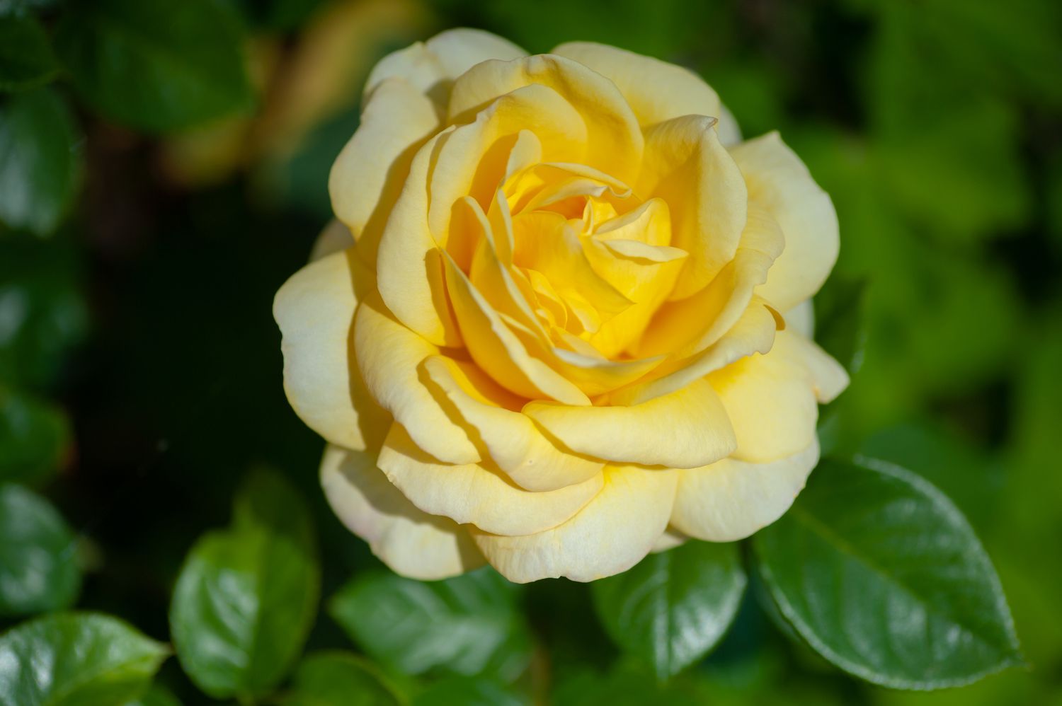 Yellow and White Rose Seeds for planting