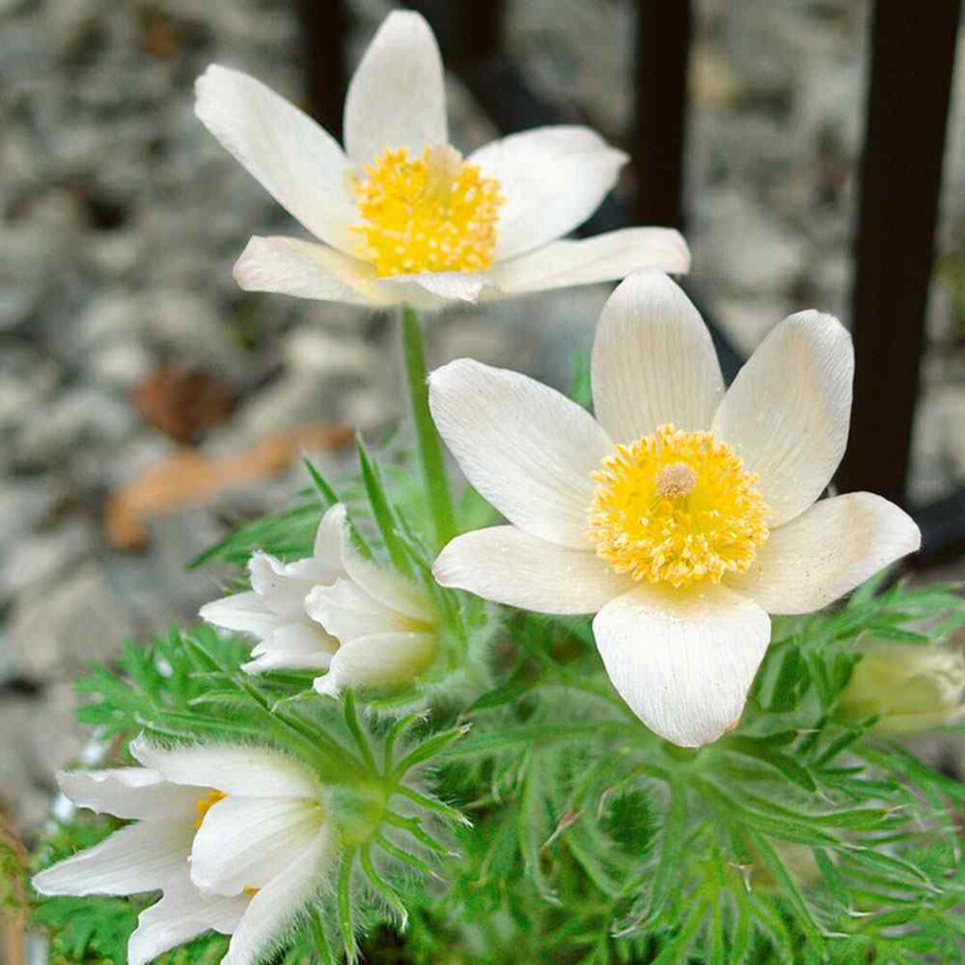Yellow Anemone Pulsatilla in Garden Bed