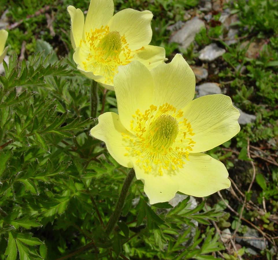 Yellow Anemone Pulsatilla Flower Seeds for Planting
