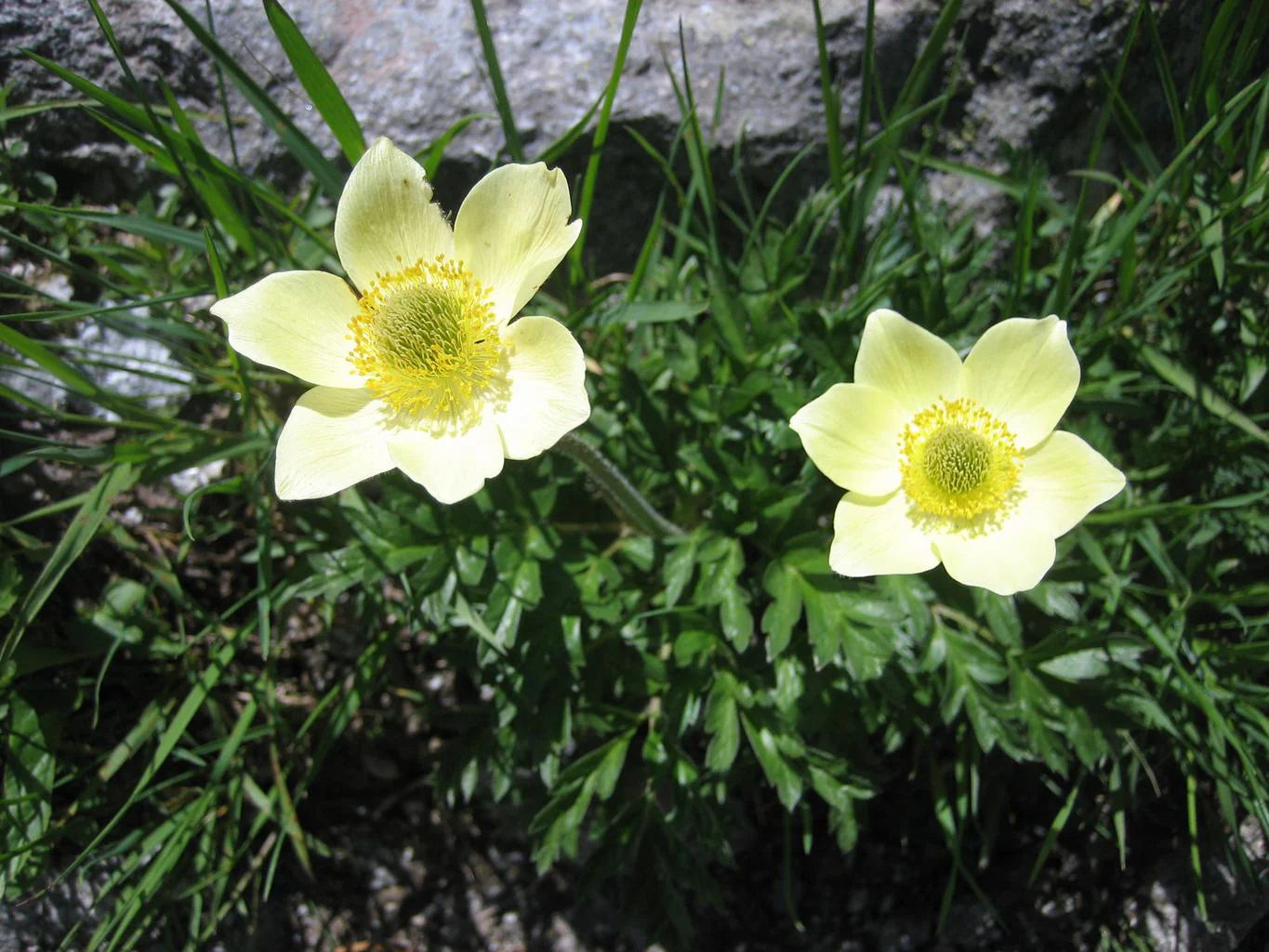 Yellow Anemone Pulsatilla Flower Seeds for Planting