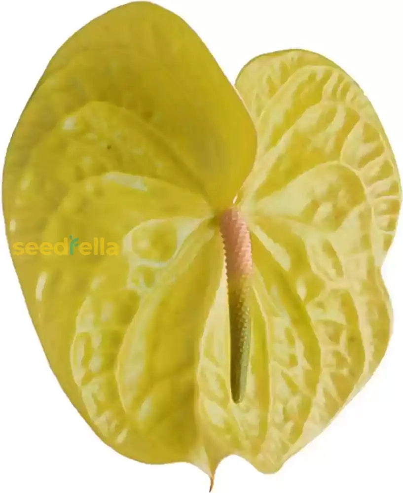 Yellow Anthurium Flower Seeds - Perennial For Indoor & Outdoor Planting