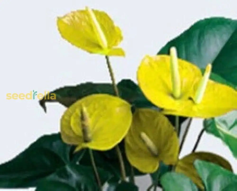 Yellow Anthurium Flower Seeds - Perennial For Indoor & Outdoor Planting