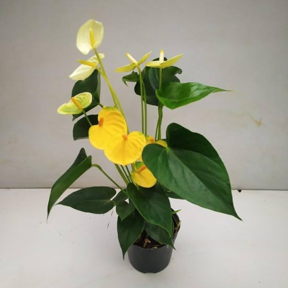Yellow Anthurium Flower Seeds for Planting