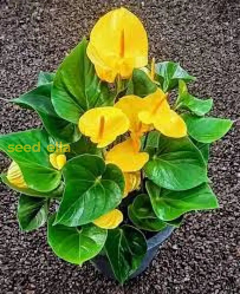 Yellow Anthurium Seeds For Planting  Vibrant Flower Growth Plant Seeds