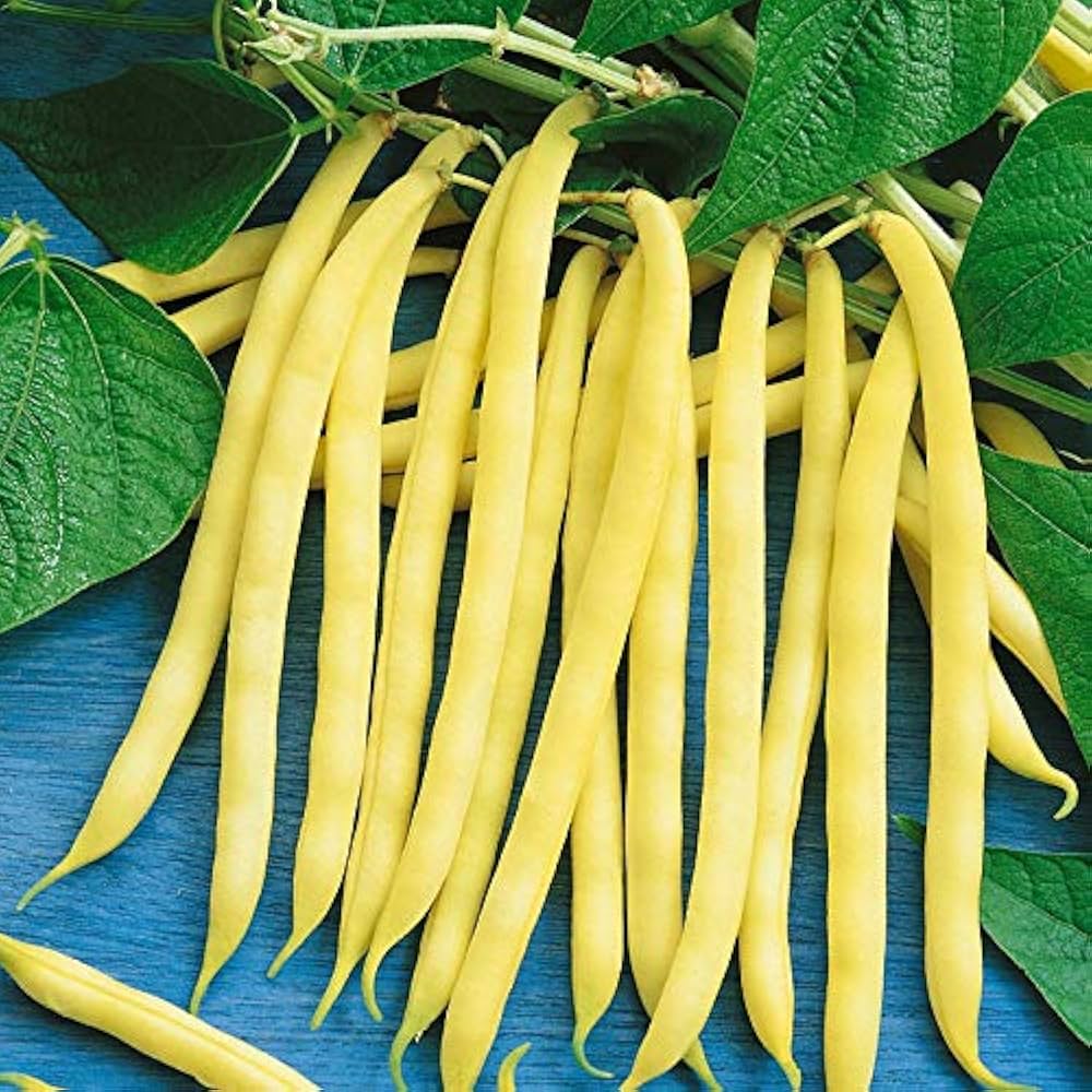Yellow Arikara bean seeds for planting