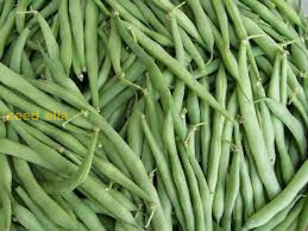 Yellow Arikara Beans Vegetable Seeds Planting