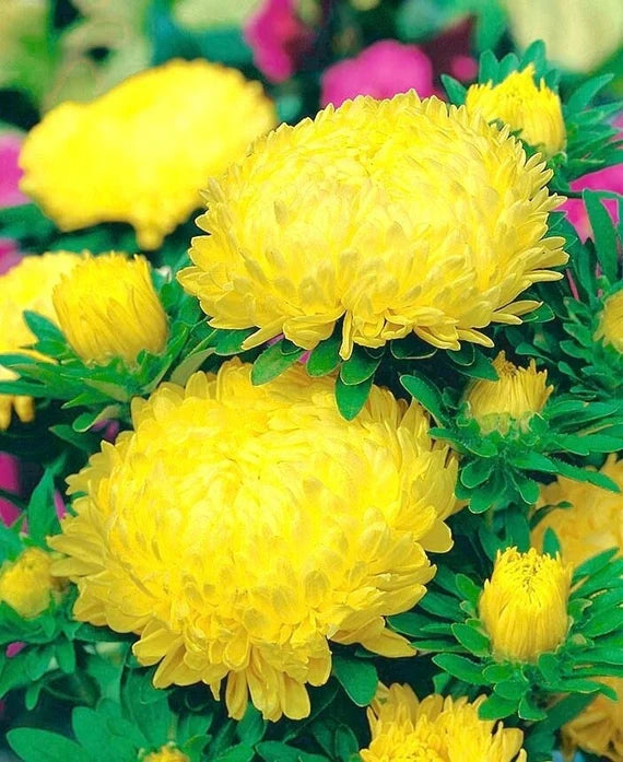 Yellow Aster CALLISTEPHUS Seeds for Planting