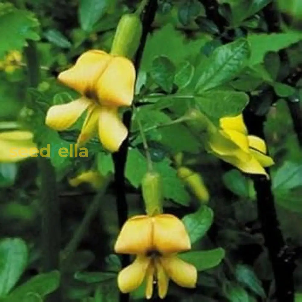 Yellow Astragalus Seeds Collection For Planting Flower