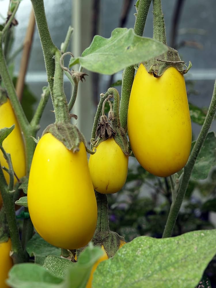 Yellow aubergine seeds for planting in home gardens