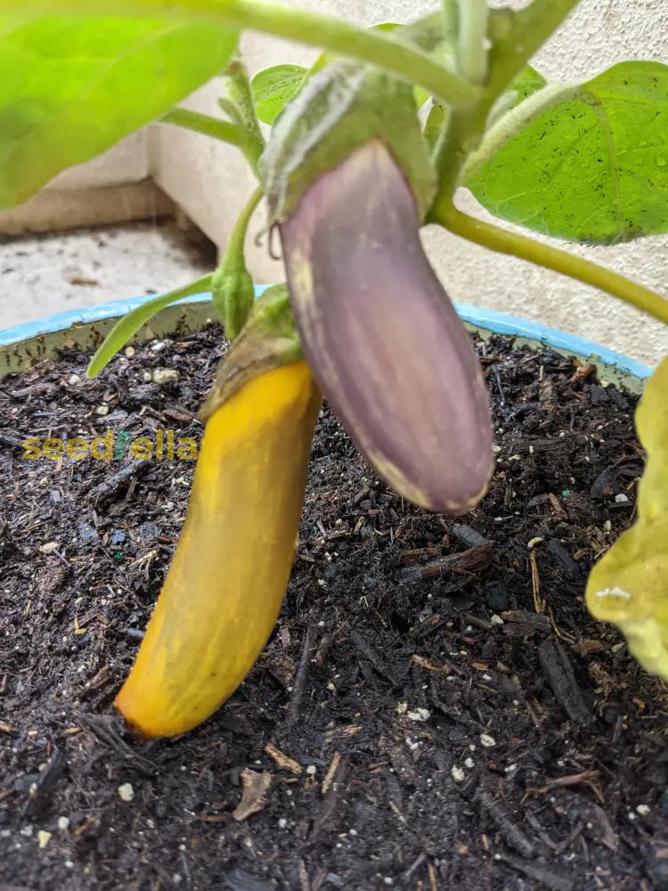 Yellow Aubergine Vegetable Seeds - Perfect For Home Gardening Seeds